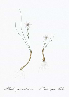 Botanical Illustration of Phalangium