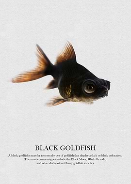 Black Goldfish Illustration