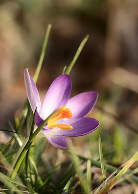 Purple Crocus Flower