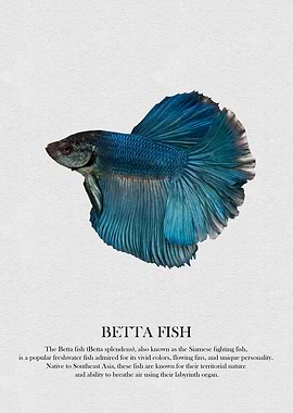Betta Fish Illustration