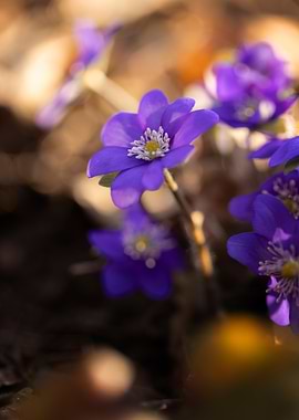 Purple Flowers in Sunlight, Hepatica Nobilis