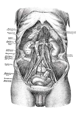 Human Anatomy Illustration