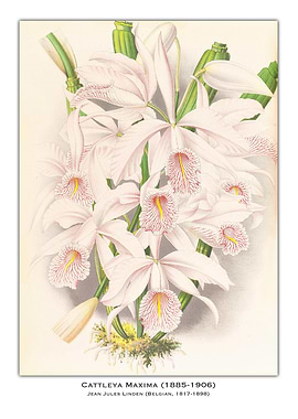 Cattleya Maxima Orchid Illustration