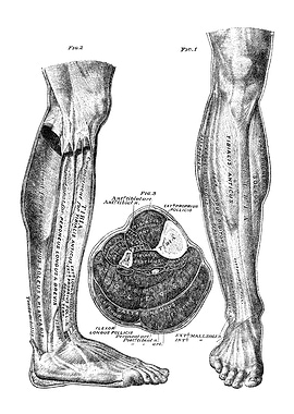Human Leg Anatomy Illustration