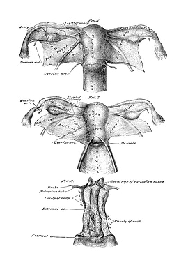 Female Reproductive System Diagram