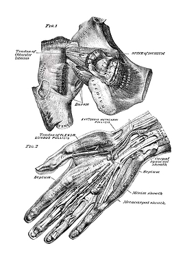 Hand and Hip Anatomy Illustration