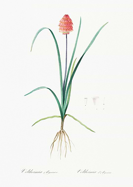 Botanical Illustration of Veltheimia