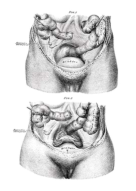 Anatomical Illustration of the Pelvis