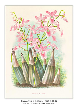 Calanthe Veitchi Orchid Illustration