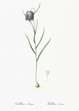 Fritillaria Flower Illustration