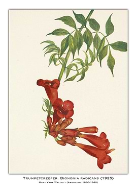 Trumpet Creeper Illustration