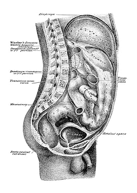 Human Anatomy Diagram