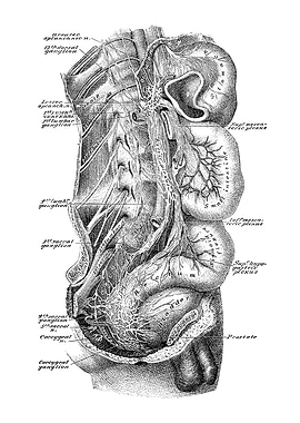 Human Intestines Anatomy