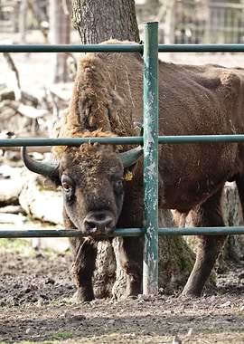 European Bison Behind Fence