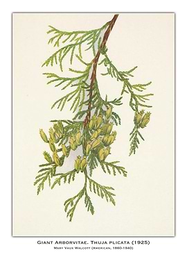 Giant Arborvitae Botanical Illustration