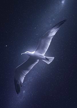 Seagull In Night Sky