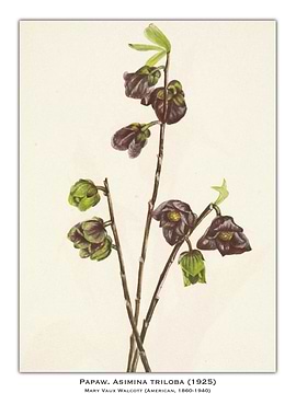 Pawpaw Flower Illustration