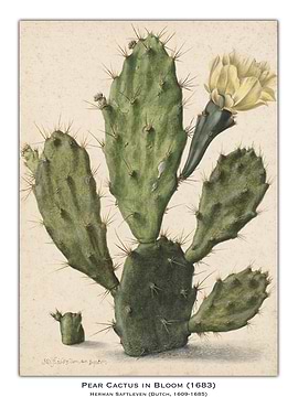 Pear Cactus in Bloom