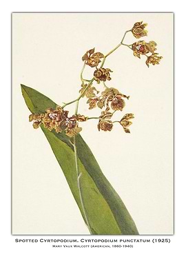 Spotted Cyrtopodium Orchid