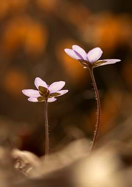 Delicate Purple Flowers