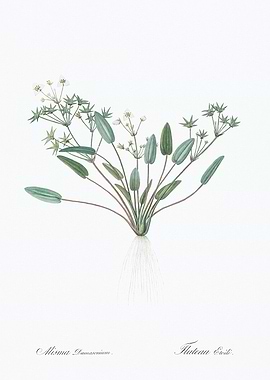 Alsine Damascena Illustration