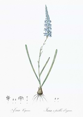 Ixia Flower Illustration