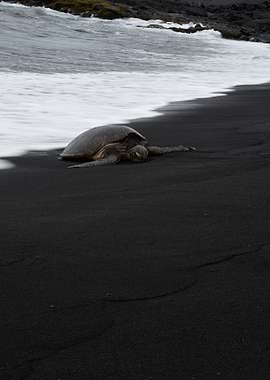 Sea Turtle on Black Sand Beach