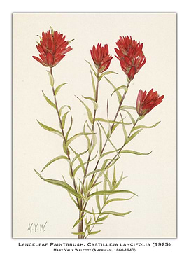 Lanceleaf Paintbrush Botanical Illustration