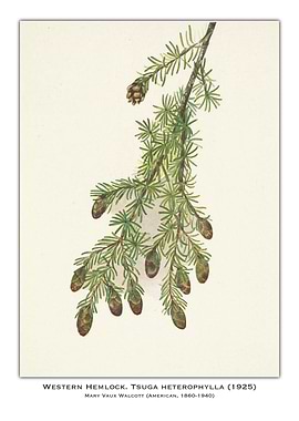 Western Hemlock Illustration