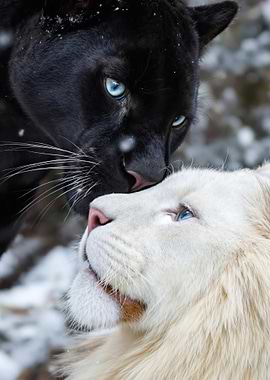 Black Panther and White Lion
