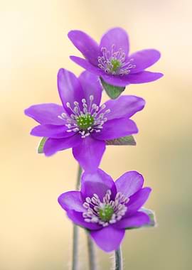 Purple Hepatica Flowers