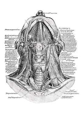 Human Anatomy Diagram