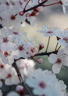 Cherry Blossom Branch