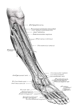 Human Leg Anatomy Diagram