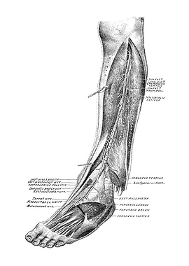 Human Foot Anatomy Diagram