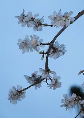 Almond Blossom Branch