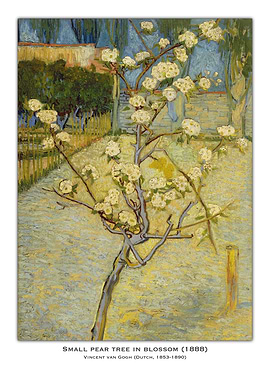 Pear Tree in Blossom