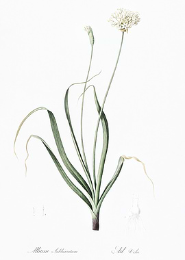 Allium Subhirsutum Flower