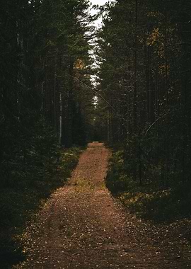 Forest Path