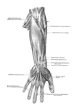 Human Arm Anatomy Diagram