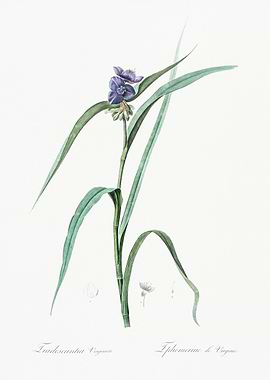 Tradescantia Virginiana Illustration