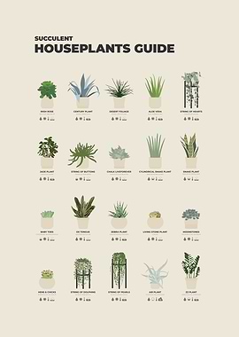 Succulent Houseplants Guide