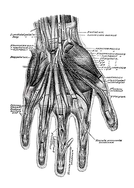 Hand Anatomy Illustration