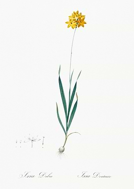 Ixia Bulb Illustration