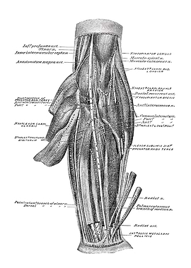 Human Forearm Anatomy