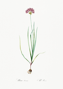 Allium Roseum Botanical Illustration