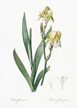 Yellow Iris Botanical Illustration