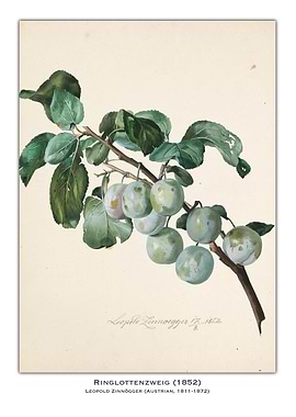 Ringlottenzweig Plum Illustration