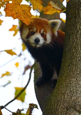 Red Panda in Tree