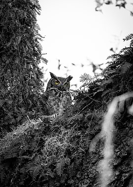 Great Horned Owl in Tree Black And White